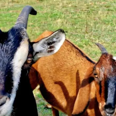 Stativa Campo Gitano Chalé *